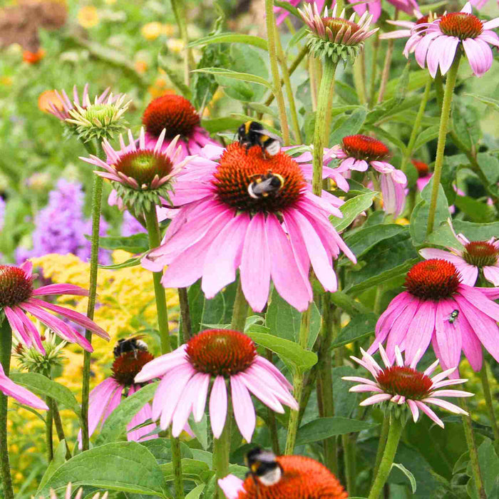 Echinacea: Nature's Marvel with Countless Health Benefits!