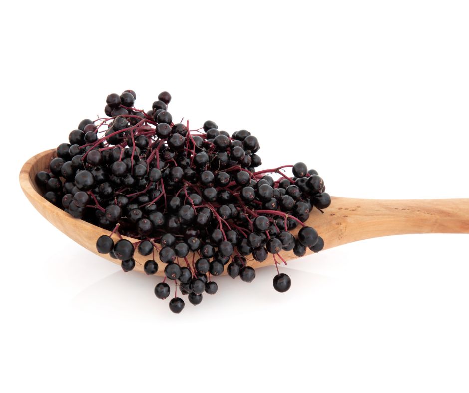 Elderberry New