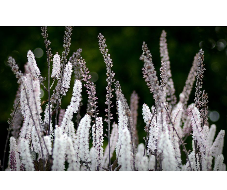 Black Cohosh