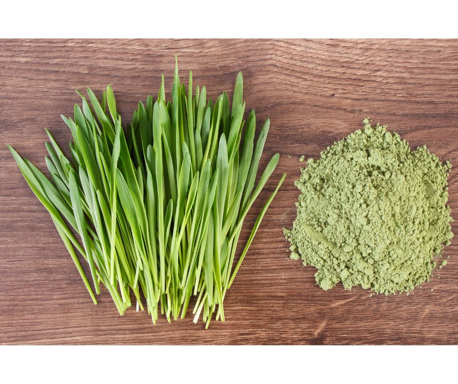 Wheatgrass